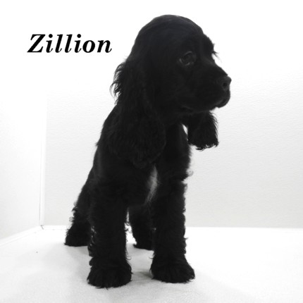 puppy, for, sale, Cocker Spaniel, Joe & Cherri  Overlease, dog, breeder, Miller, MO, dog-breeder, puppy-for-sale, forsale, nearby, find, puppyfind, locator, puppylocator, aca